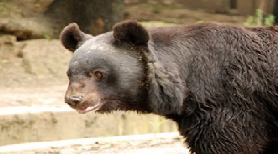 खिर्सू में भालू का हमला : सुबह एक्सरसाइज करते दो